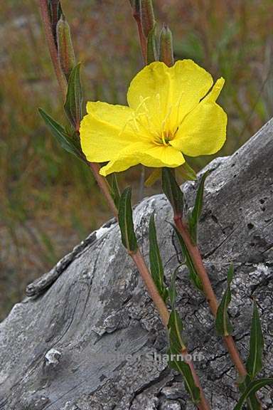 oenothera elata ssp hookeri 7 graphic